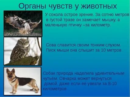 Органы чувств у многоклеточных животных