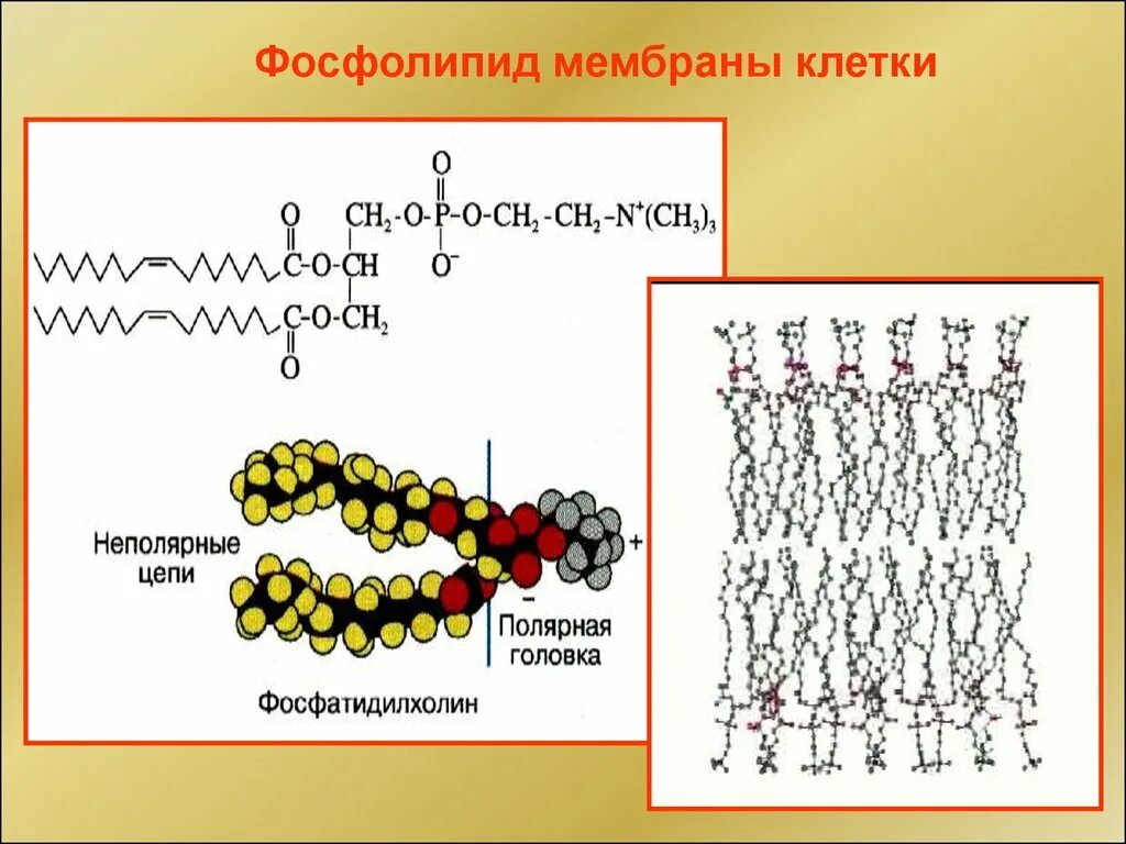 Фосфолипиды мембраны строение. Строение фосфолипидов в мембране. Фосфолипиды мембран клеток формула. Строение мембранного фосфолипида. Строение фосфолипида