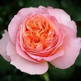 Classic rose