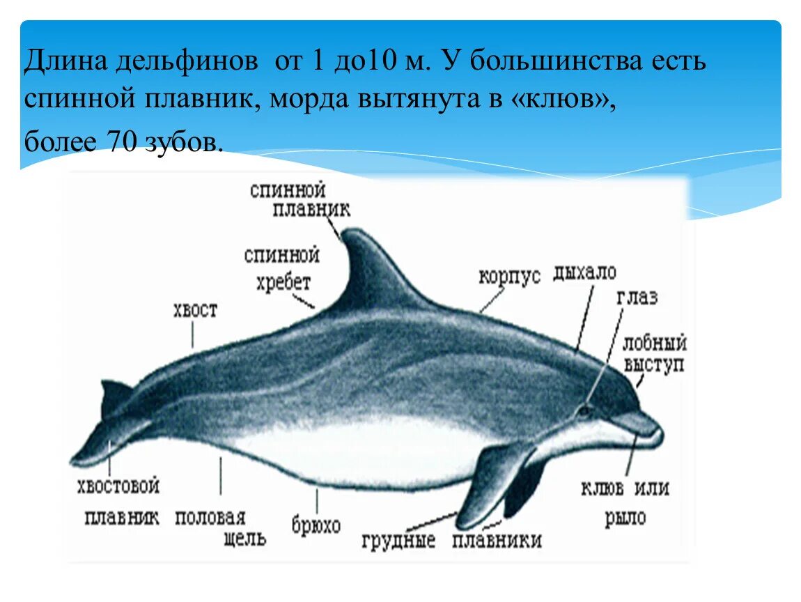 Дельфины внешнее строение. Внутреннее строение дельфина Афалина. Анатомия дельфина афалины. Внутреннее строение дельфина белобочки. Впр текст про дельфинов