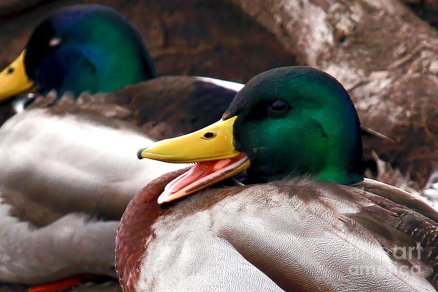 Утка кряква клюв. Зубы утки. Открытый клюв гуся. Клюв гуся с зубами. Язык утки.