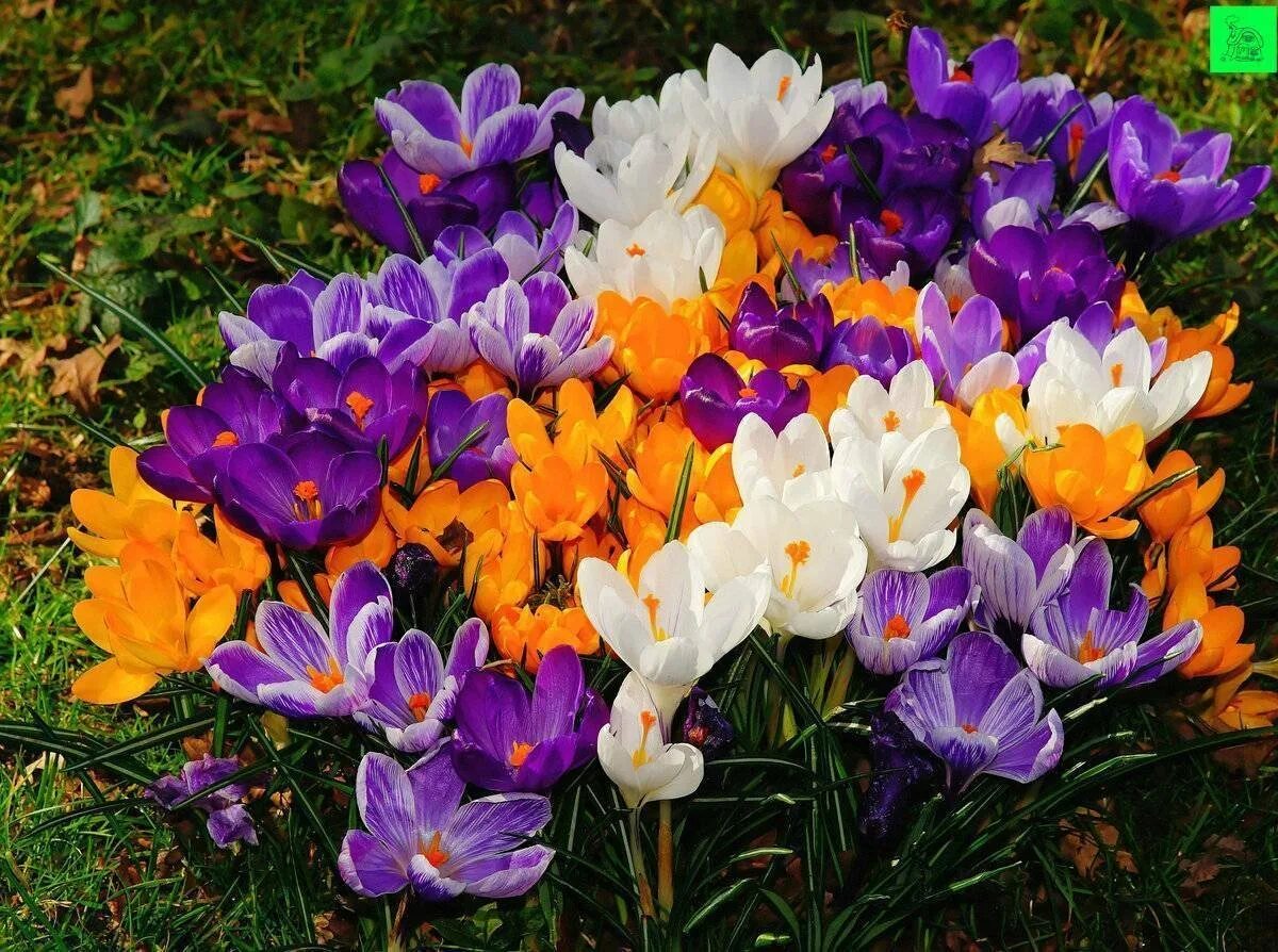 Крокус Шафран цветок. Крокус сорт Шафран. Крокус крупноцветковый смесь. Крокус Шафран весенний. Ранние цветы картинки