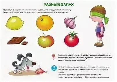 На запах задание
