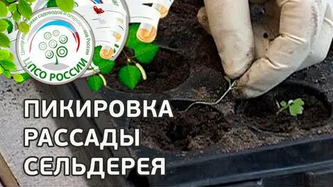 Пикировка сельдерея листового