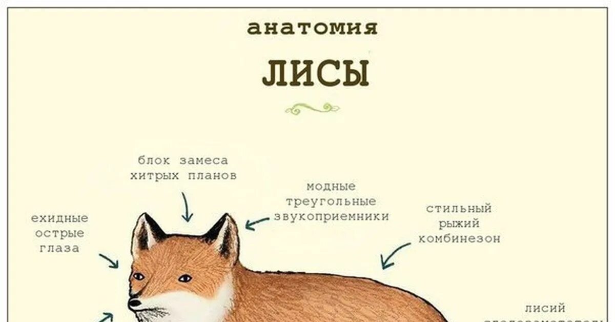 Сколько лет лиса. Сколько лет лиса
