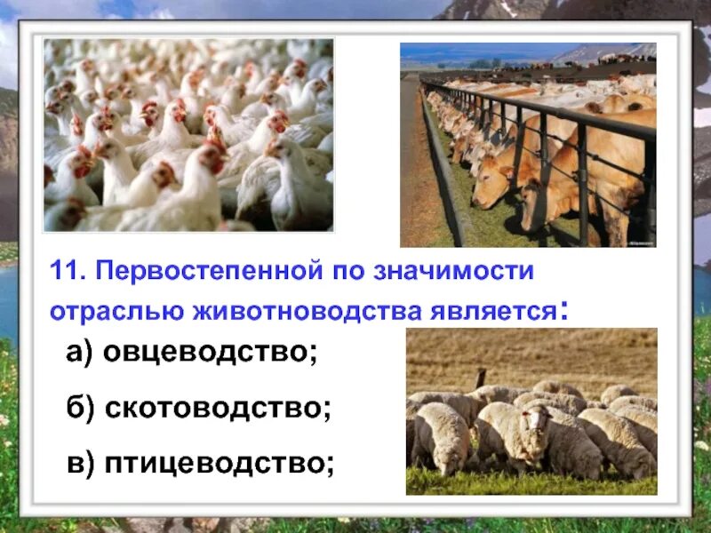 Овцеводство отрасль специализации. Первостепенные отрасли животноводства. Значимость животноводства. Птицеводство отрасль животноводства. Значение отрасли животноводства.