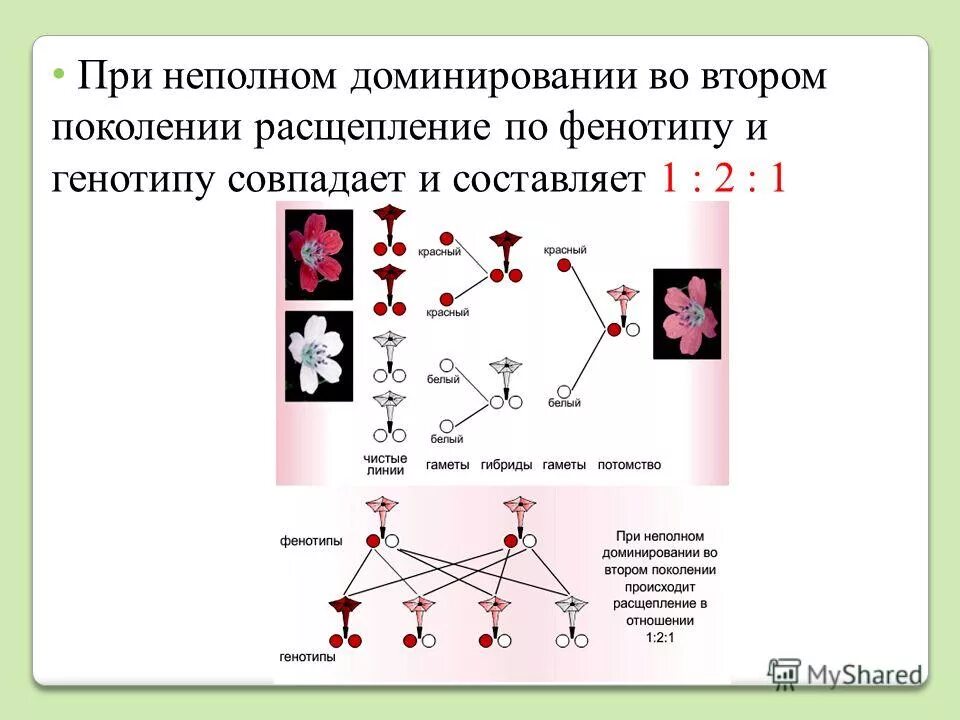 Расщепление по фенотипу при неполном доминировании. Расщепление 2 1 по генотипу по фенотипу 1:1. Расщепление 1:1 в неполном доминировании. Неполном доминировании в f2 расщепление признаков по фенотипу. Расщепление в отношении 3 1