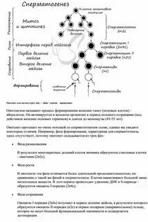 Сопровождается образованием полярных телец
