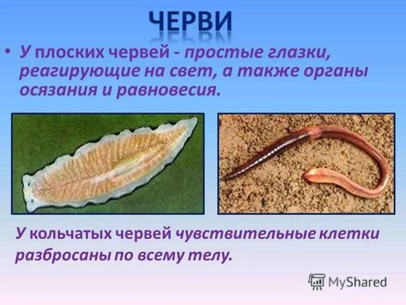 У круглых червей отсутствует. Кольчатые черви органы чувств 7 класс. Органы чувств плоских червей. Тип плоские черви органы чувств. Органы чувств плоские черви и круглые черви.