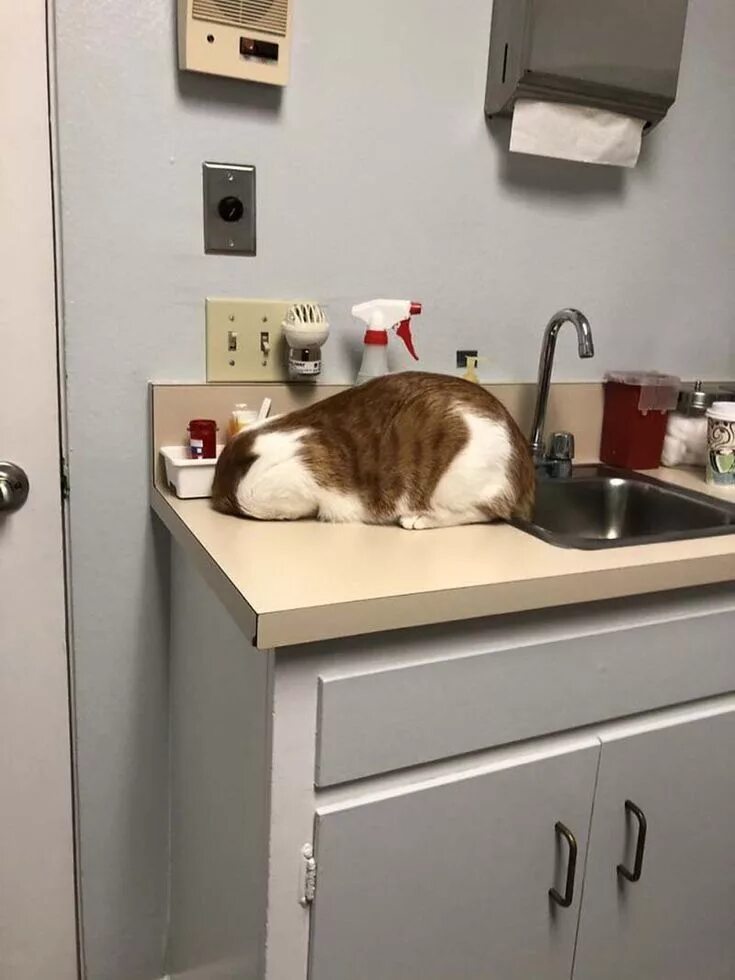 Где спрятался кот. Кот у ветеринара. коты прячутся. смешные коты. ветеринар с кошкой.