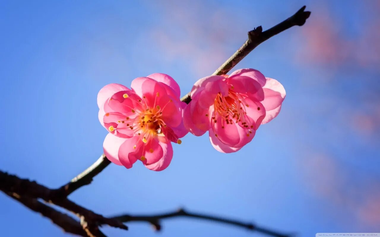 Plum blossom. Цветущая слива. Сакура.