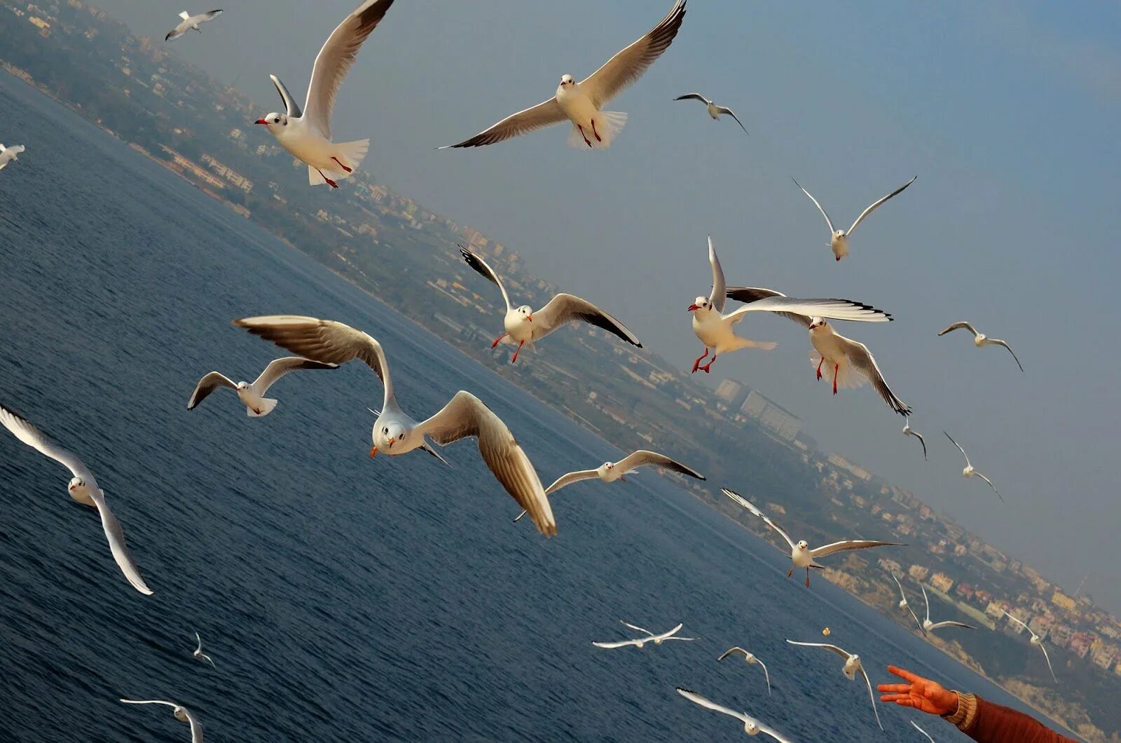 Чайки на закате. Чайка на море. Птицы над океаном. Чайка над морем кружит. Чайка буревестник альбатрос.