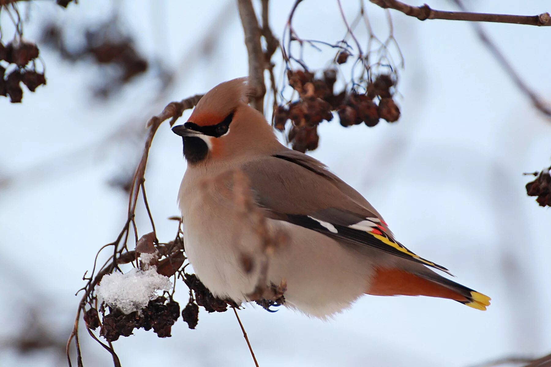 Фотография свиристель. Свиристель обыкновенный (Bombycilla garrulus). Клест свиристель. Хохлатая свиристель. Свиристель и красный Кардинал.