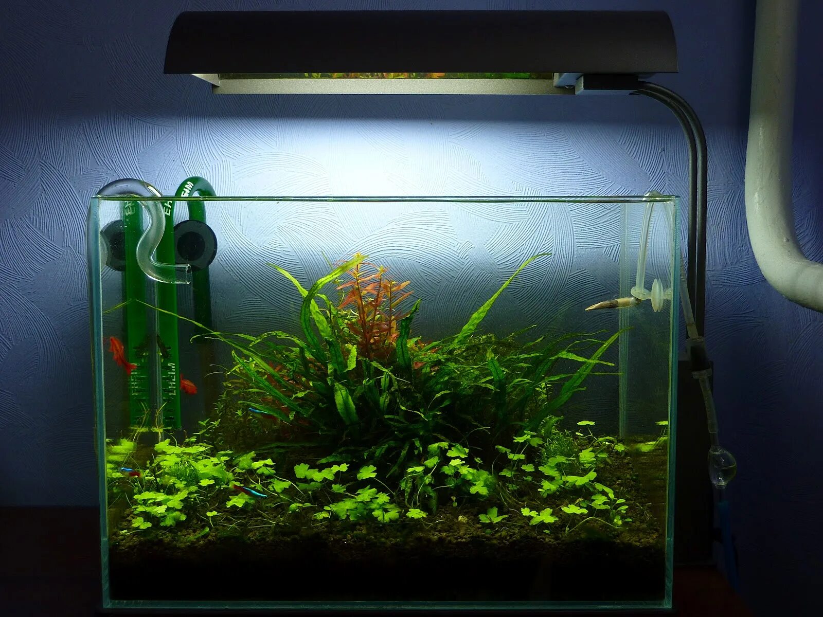 Ada светильники для аквариума 2023. Красивые аквариумы с растениями. Aquarium led light rs-f30. Светодиодный светильник для аквариума lobster. Аквариум.