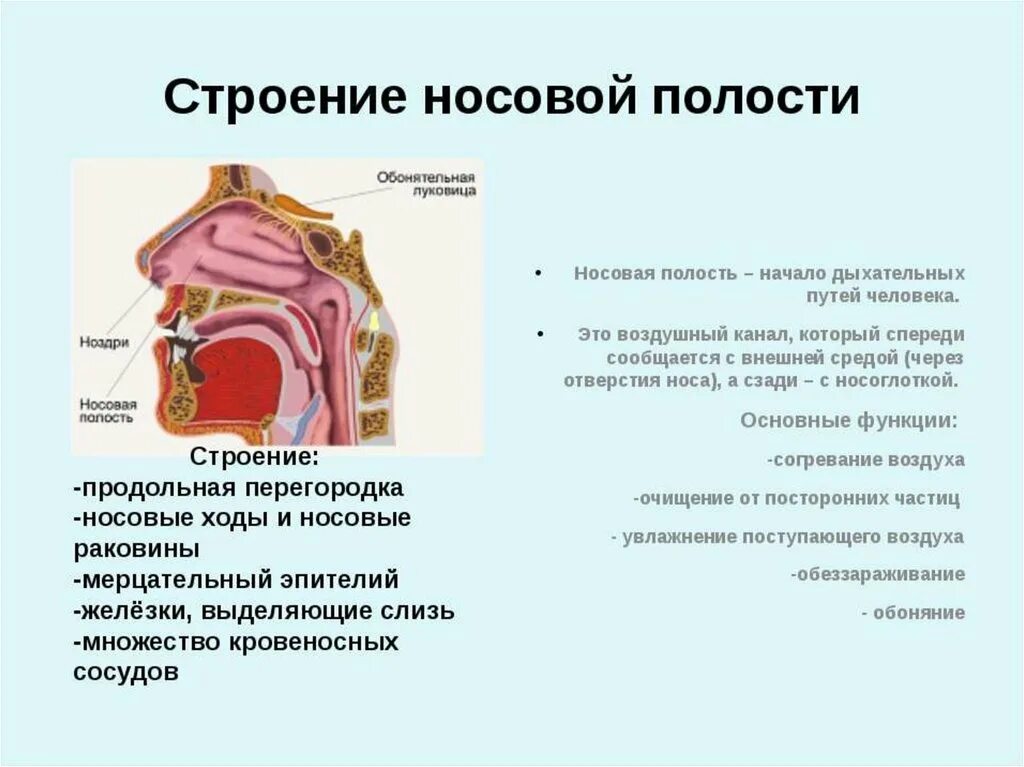 Полость носа особенности строения