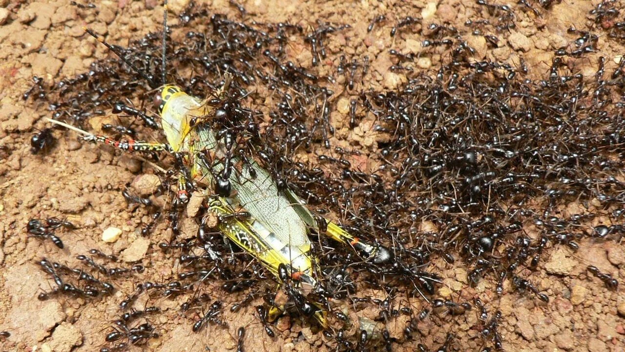 Нападение насекомых. Сиафу муравьи убийцы. Бивуак кочевых муравьев. Колония кочевых муравьев. Dorylus муравьи.