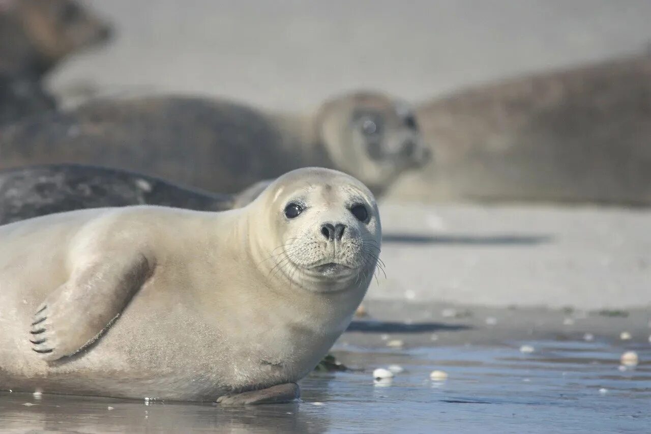 Grey seal