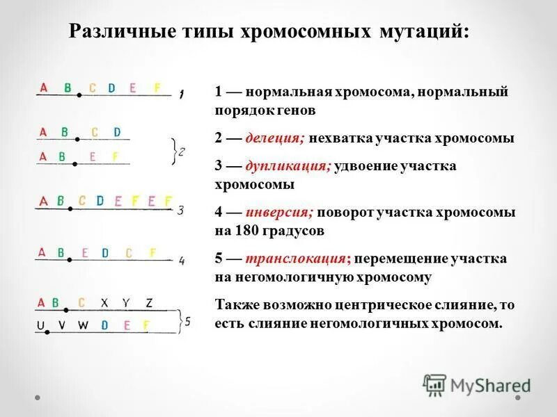 Мутации 1 типа. Типы хромосомных мутаций схема. различные типы хромосомных мутаций. определить тип хромосомной мутации. хромосомные мутации схема.