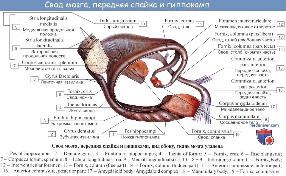 Свод задач. Строение свода головного мозга. Мозолистое тело свод передняя спайка анатомия. Функции свода головного мозга. Столбы свода головного мозга.