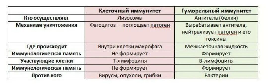 Клеточный и гуморальный иммунитет кратко. Механизмы антибактериального иммунитета. Гуморальный иммунитет механизм уничтожения. Механизм уничтожения клеточного иммунитета. Механизм иммунного ответа.