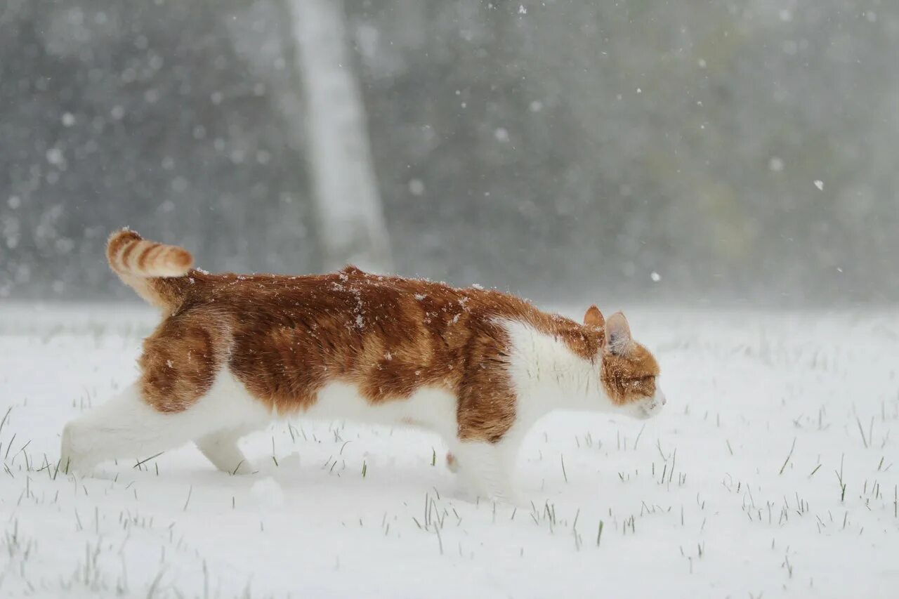 Два кота бегут. Кот в снегу. Кошки зимой. Кот бежит. Рыжий кот в снегу.