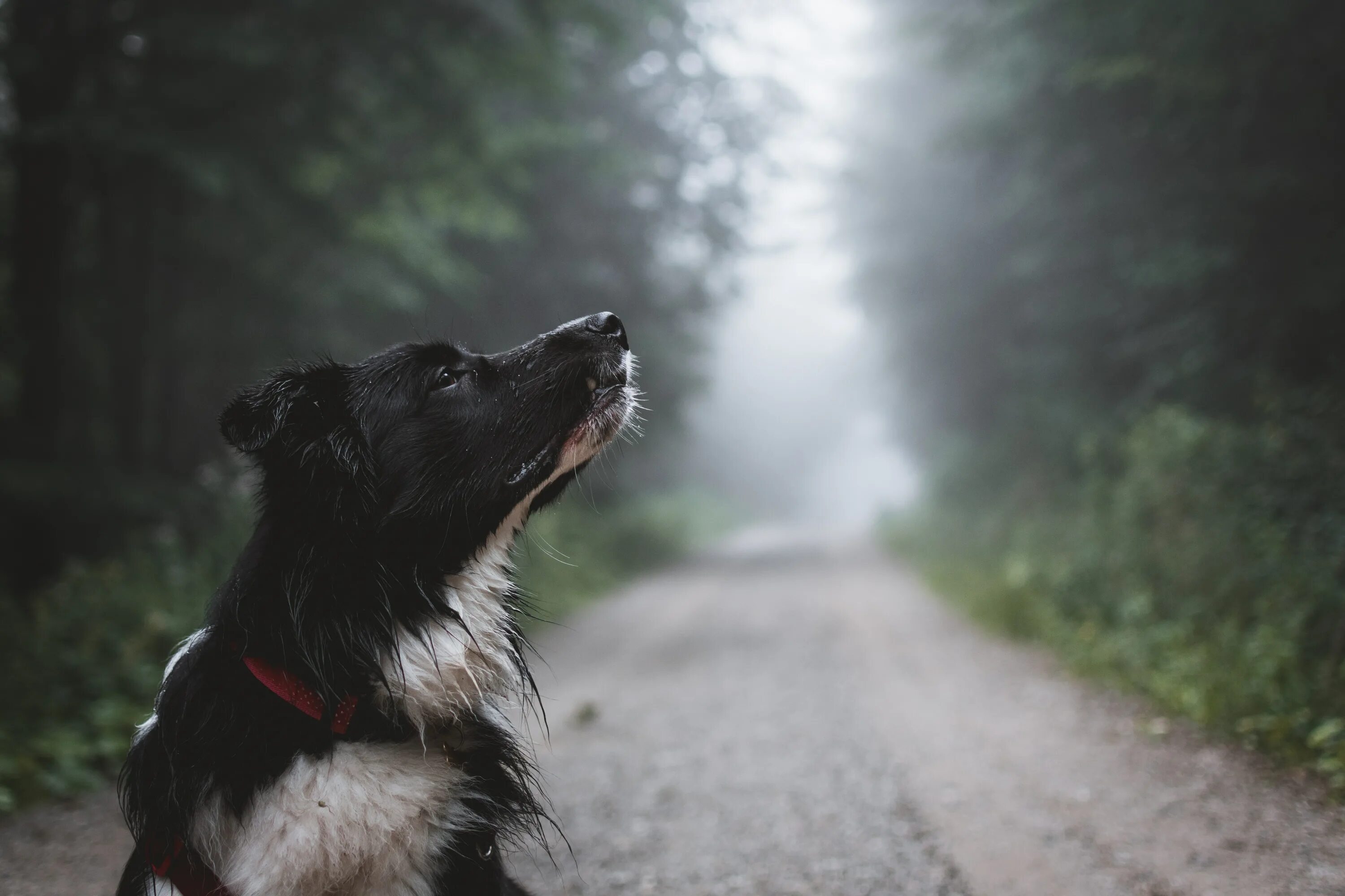 Блэк дог. Собака на черном фоне. Щенок на черном фоне. Черные собаки. This dog is black.