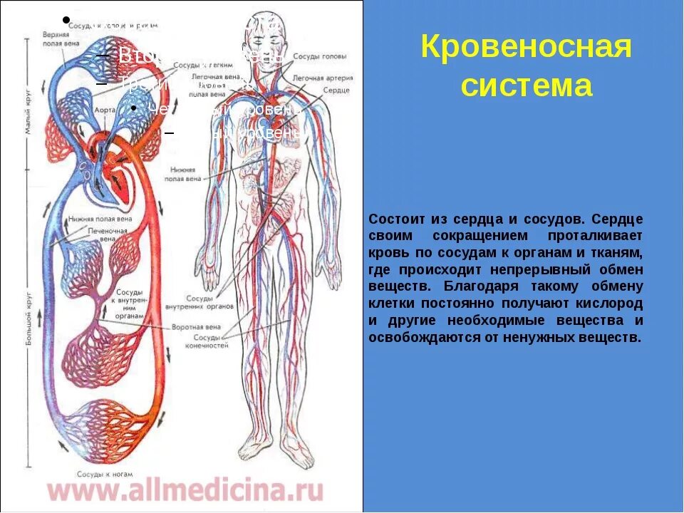 Кровеносная система организма человека строение и функции. Строение кровеносной системы человека схема. Органы кровеносной системы схема. Кровеносная система человека 3 класс окружающий мир схема.