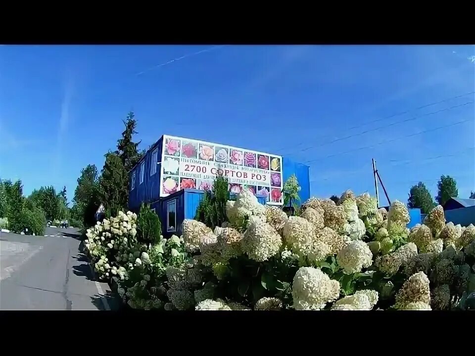 Сайт русроза солнечногорск. Русроза солнечногорск. Питомник роз саженцев солнечногорск. Миранда русроза. Русроза питомник.