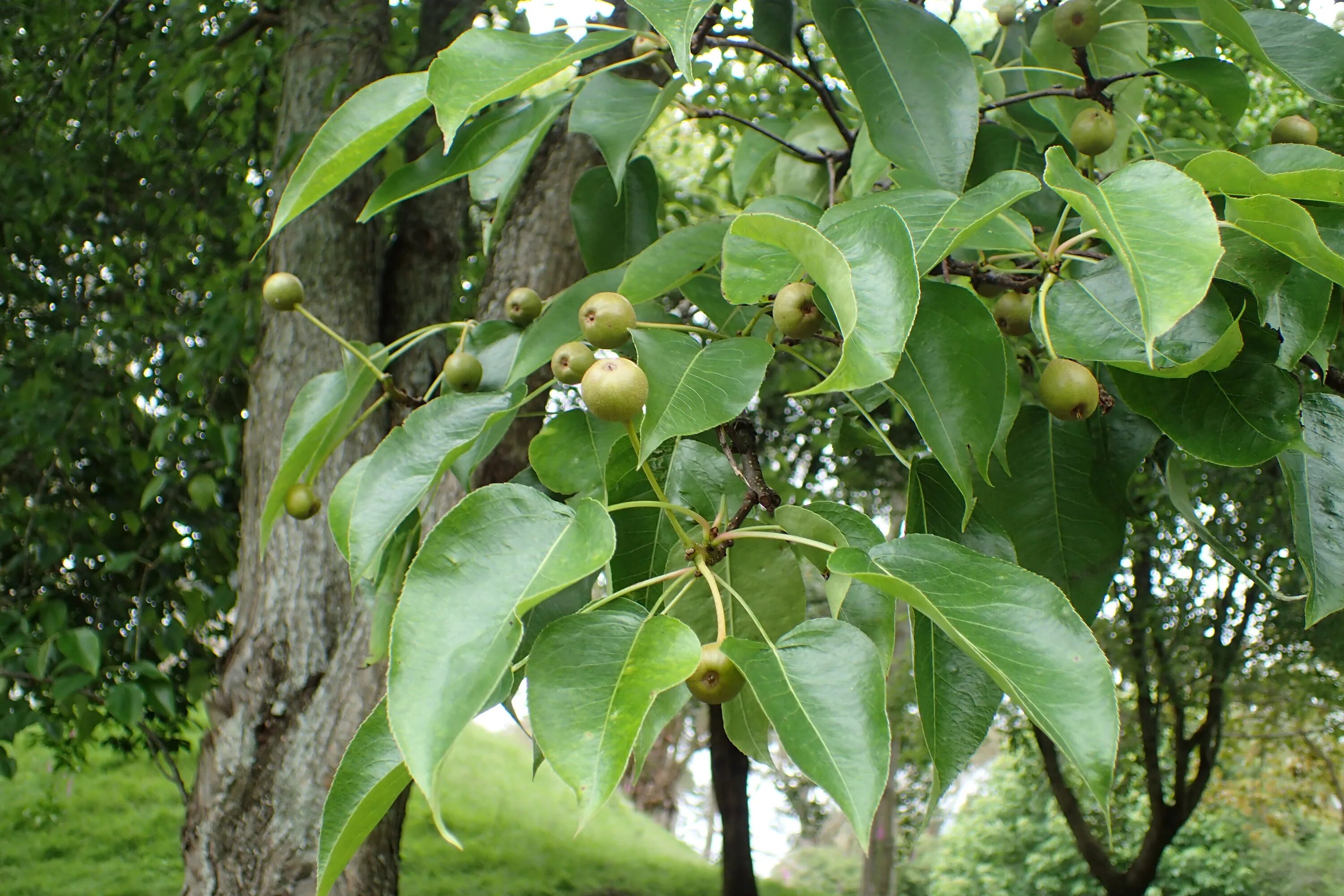 Pyrus задачи. Pyrus. pyrus (программное обеспечение). пирус глабра дерево. компания pyrus.