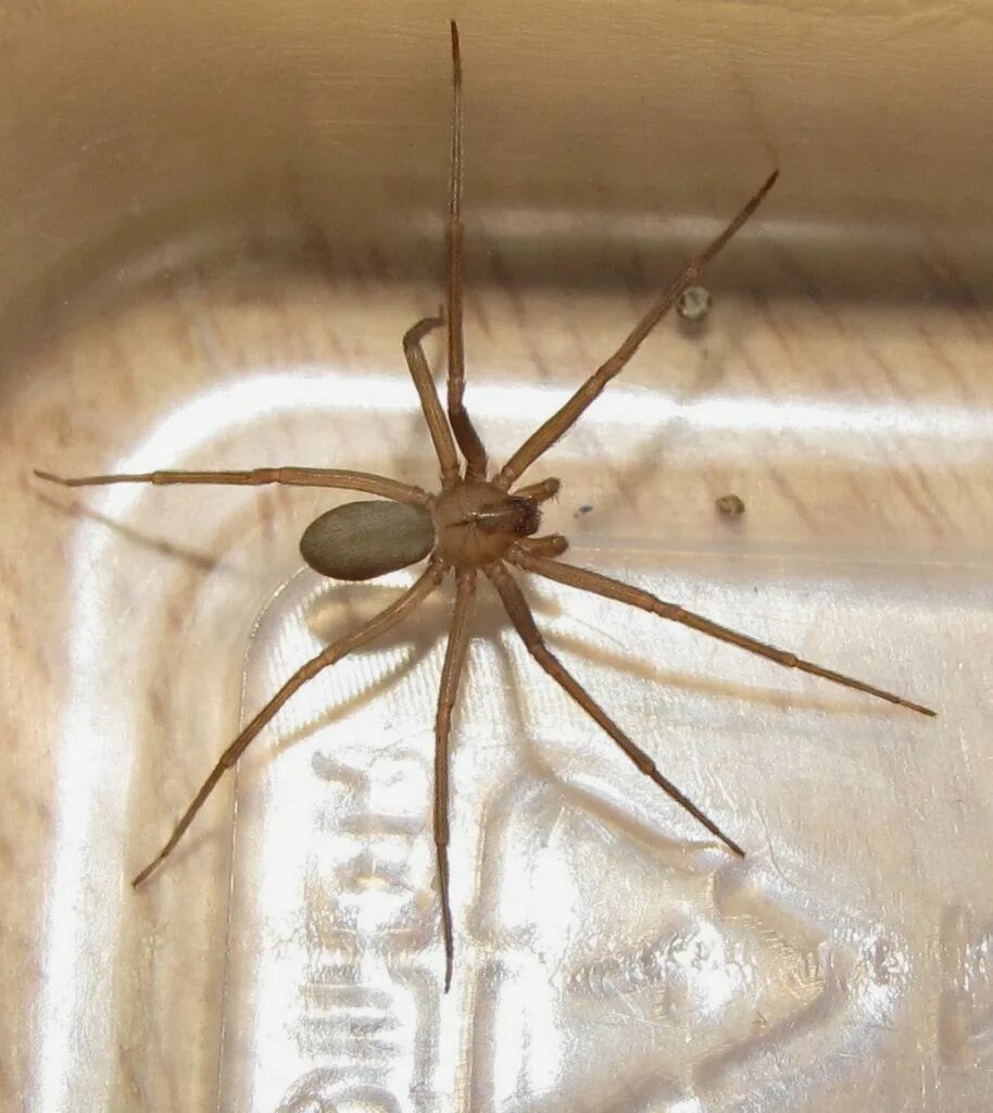 Чилийский паук-отшельник. Бурый паук отшельник. Чилийский паук-отшельник. Loxosceles reclusa – паук отшельник. Коричневый паук отшельник.