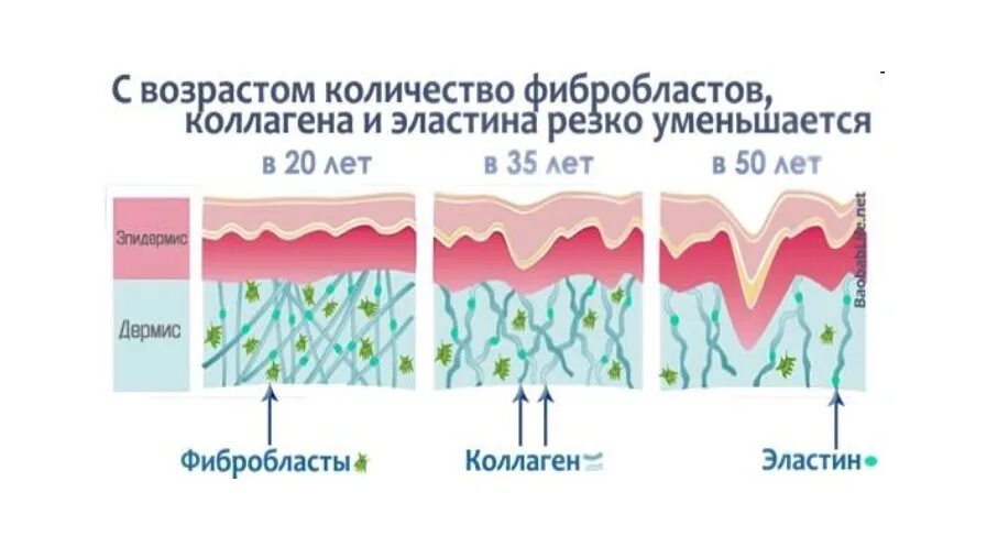 Коллаген что это такое простыми словами. Эластин и коллаген. Коллаген для кожи. Коллаген виды и типы. Выработка собственного коллагена.