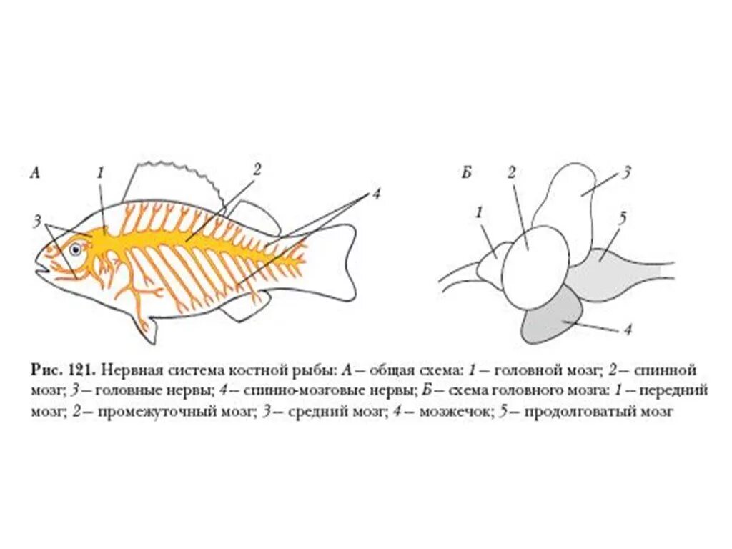 Нервная система костной рыбы рис 116. Нервная система рыб схема. Нервная система костных рыб схема. Костные рыбы строение нервной системы. Особенности строения мозга рыбы