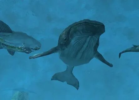 Marine wildlife