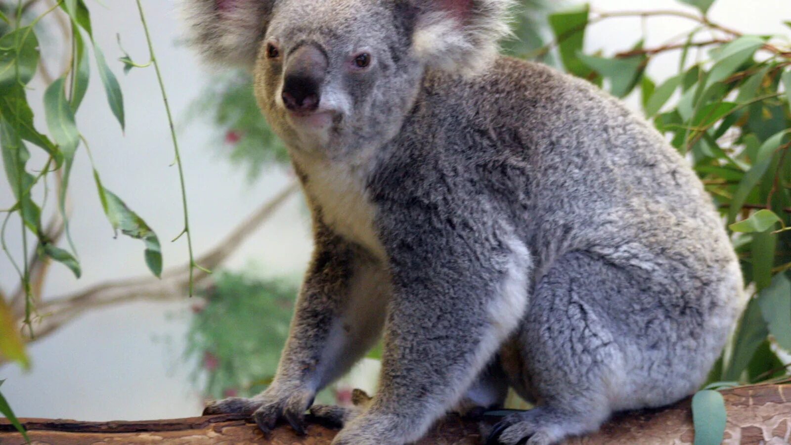 Агути мексика. Австралия сумчатые коала. Гиена в саванне. Животное 5 букв. Агути dasyprocta.