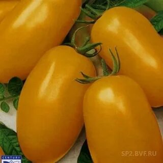 Сорт золотой