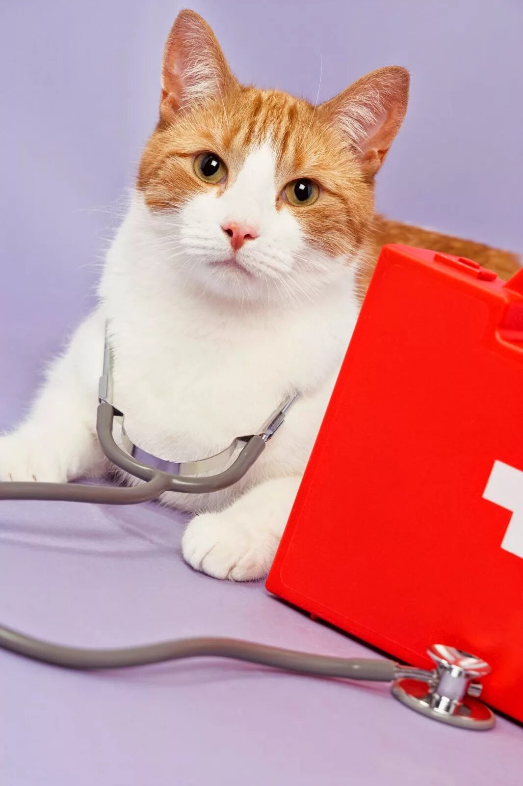 Caring cat