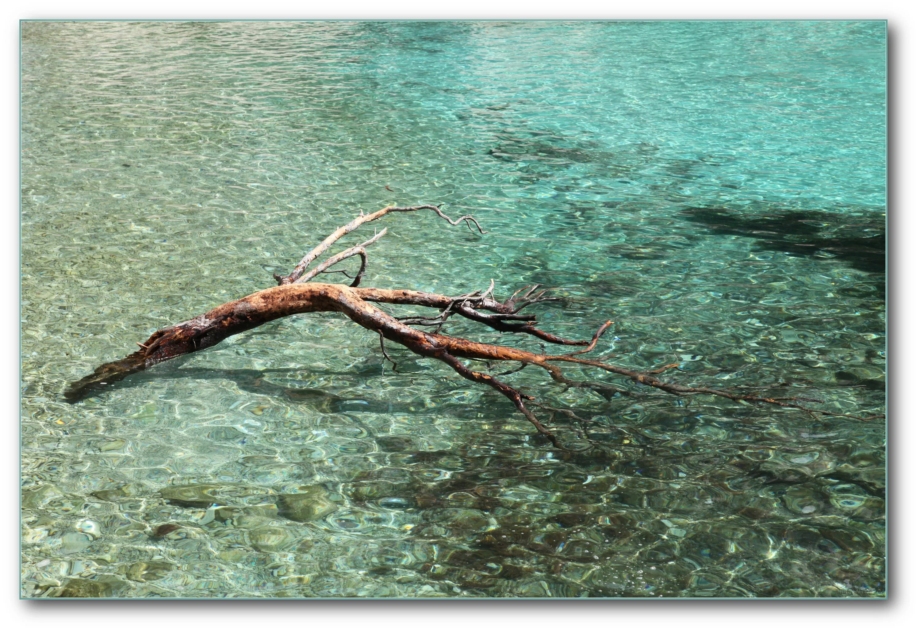 Голубое озеро с корягами. Коряга под водой. Коряга в воде. Коряги из воды. Коряга в реке