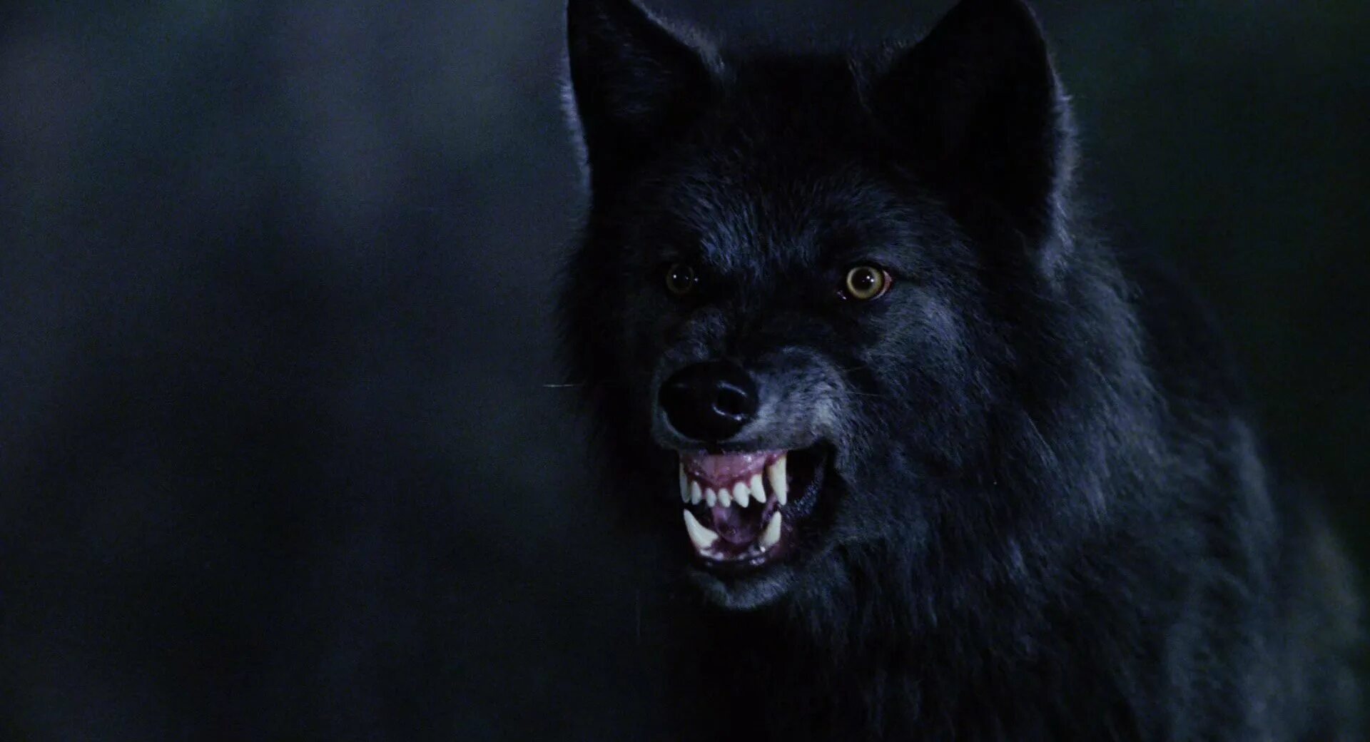 Злой черный волк фото Pin on BEAST Wolf dog, Wolf spirit animal, Beautiful wolves