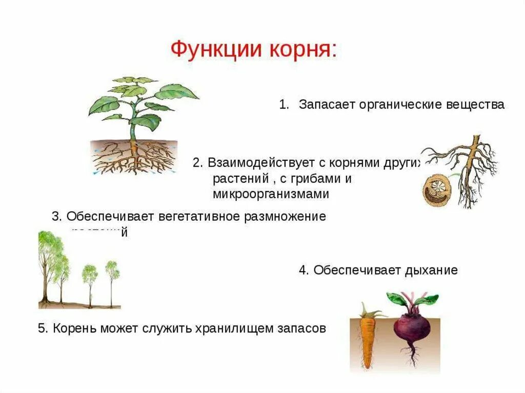 Функции корня. Значение корня в жизни растения. Корень функции корня. Функциональная грамотность про репку и другие корнеплоды