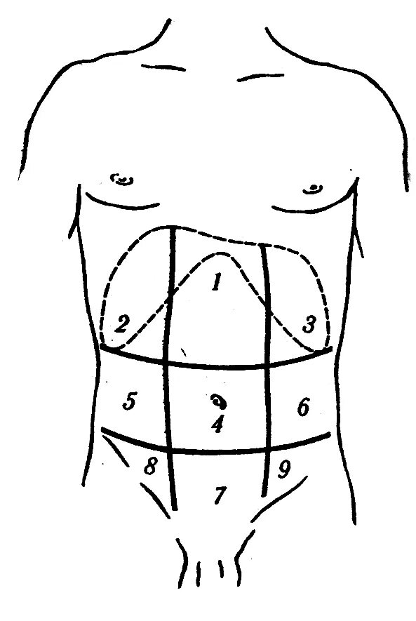 Надчревье чревье. Топографические области живота. Чревье надчеревье подчревье. Правая подреберная область живота. Веса в области живота и