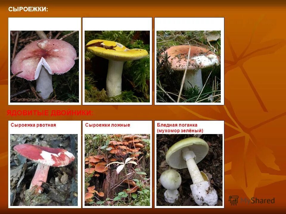 Какую среду обитания освоила сыроежка биология 5. Сыроежка съедобные грибы. Сыроежка съедобный гриб или несъедобный. Сыроежка несъедобные грибы. Грибы-двойники, ядовитые грибы .сыроежка.