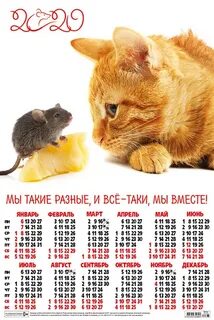 Начало года кота