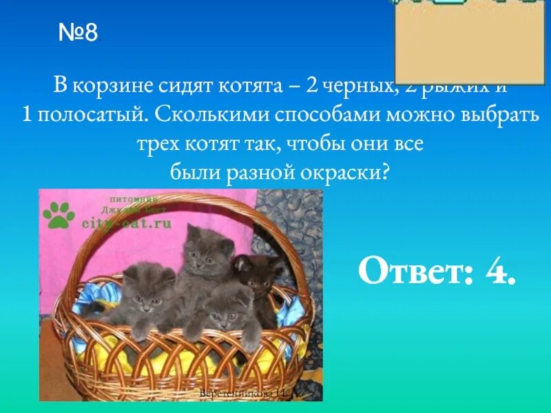 Котик 2 2 8