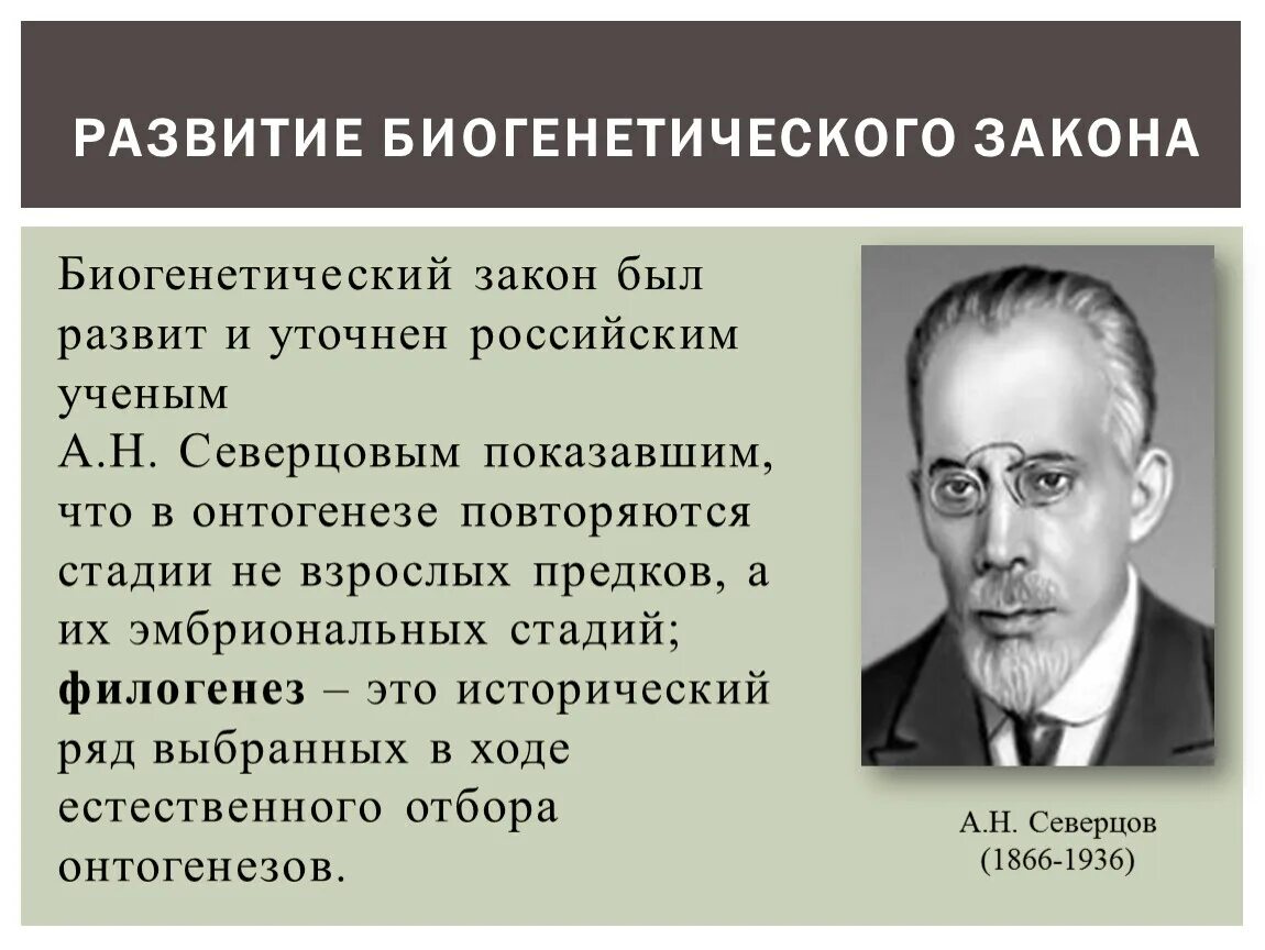 Биогенетические теории развития. Северцов биогенетический. Северцов биогенетический закон. Представители биогенетического подхода. Основоположников биогенетического закона..