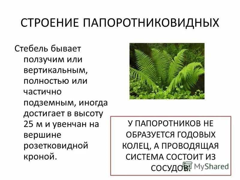 Приведите по три примера растений папоротниковидные. Папоротниковидные растения презентация. Папоротниковидные строение. Отдел Папоротниковидные кратко.