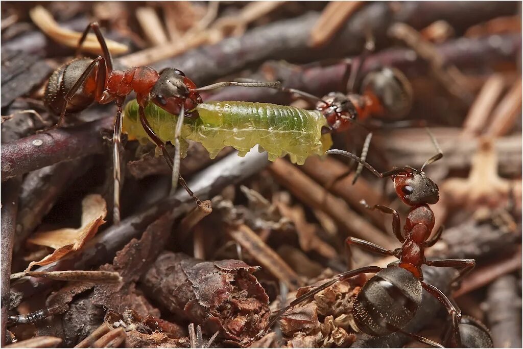 Какое развитие у муравьев. Размножение муравьев. Личинки муравьев в муравейнике. Муравьи размножение. Куколки муравьев.