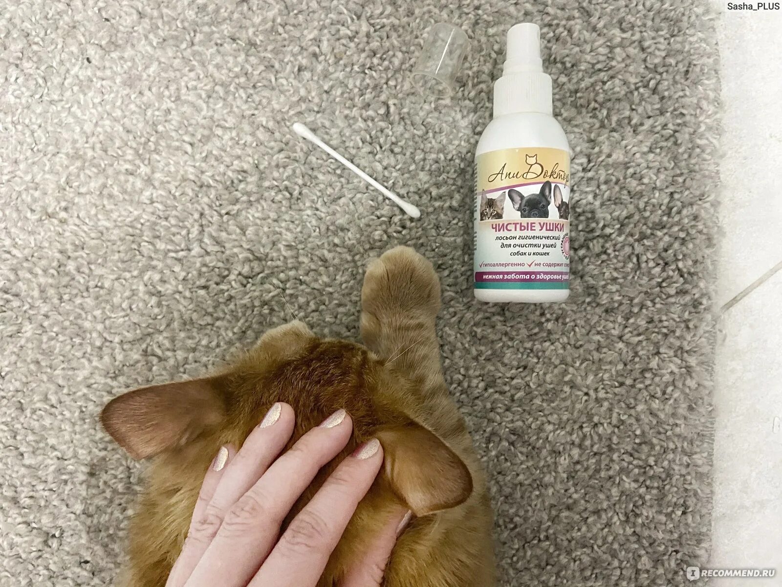 Как почистить кошке уши в домашних