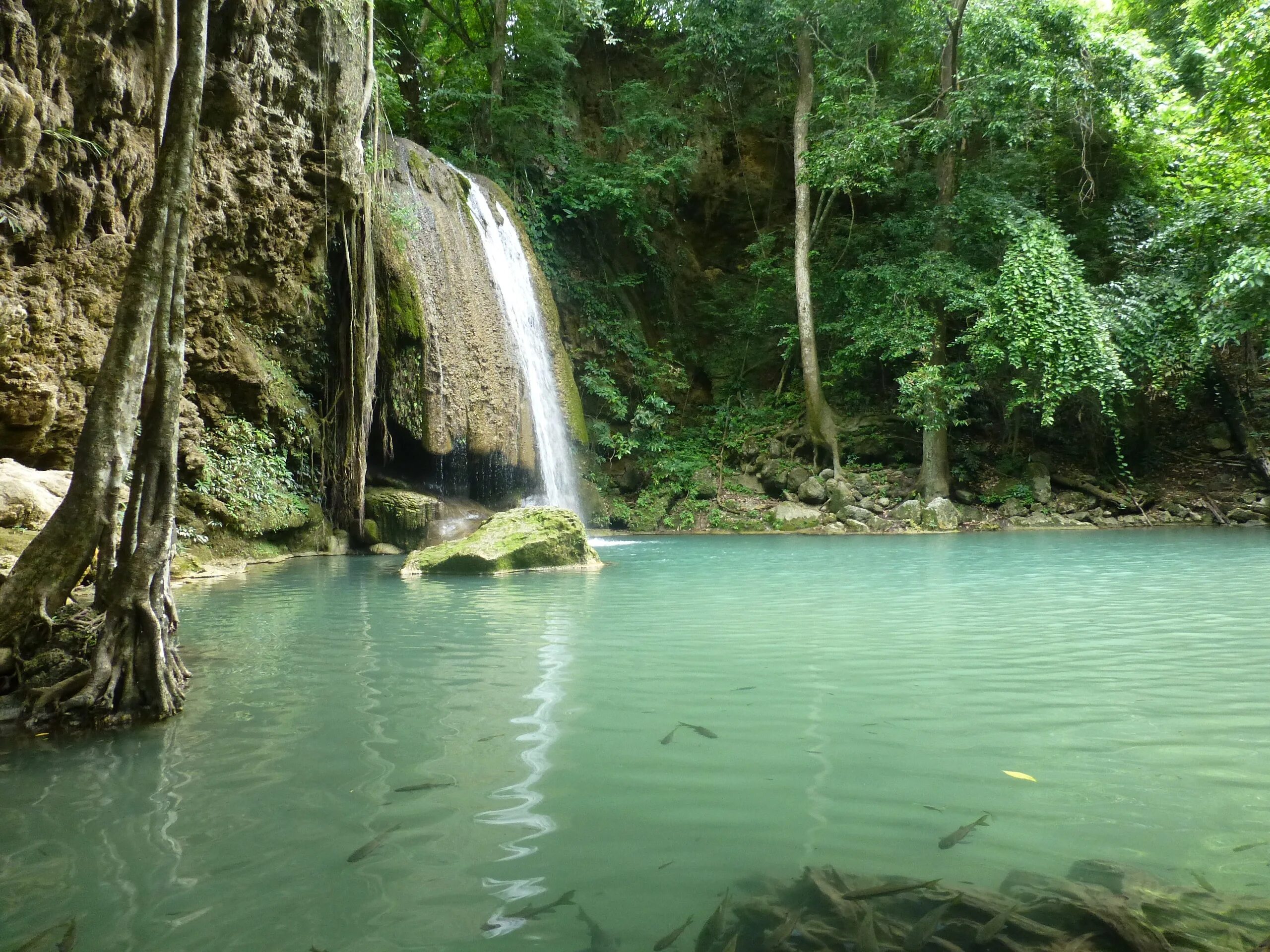 Jungle river