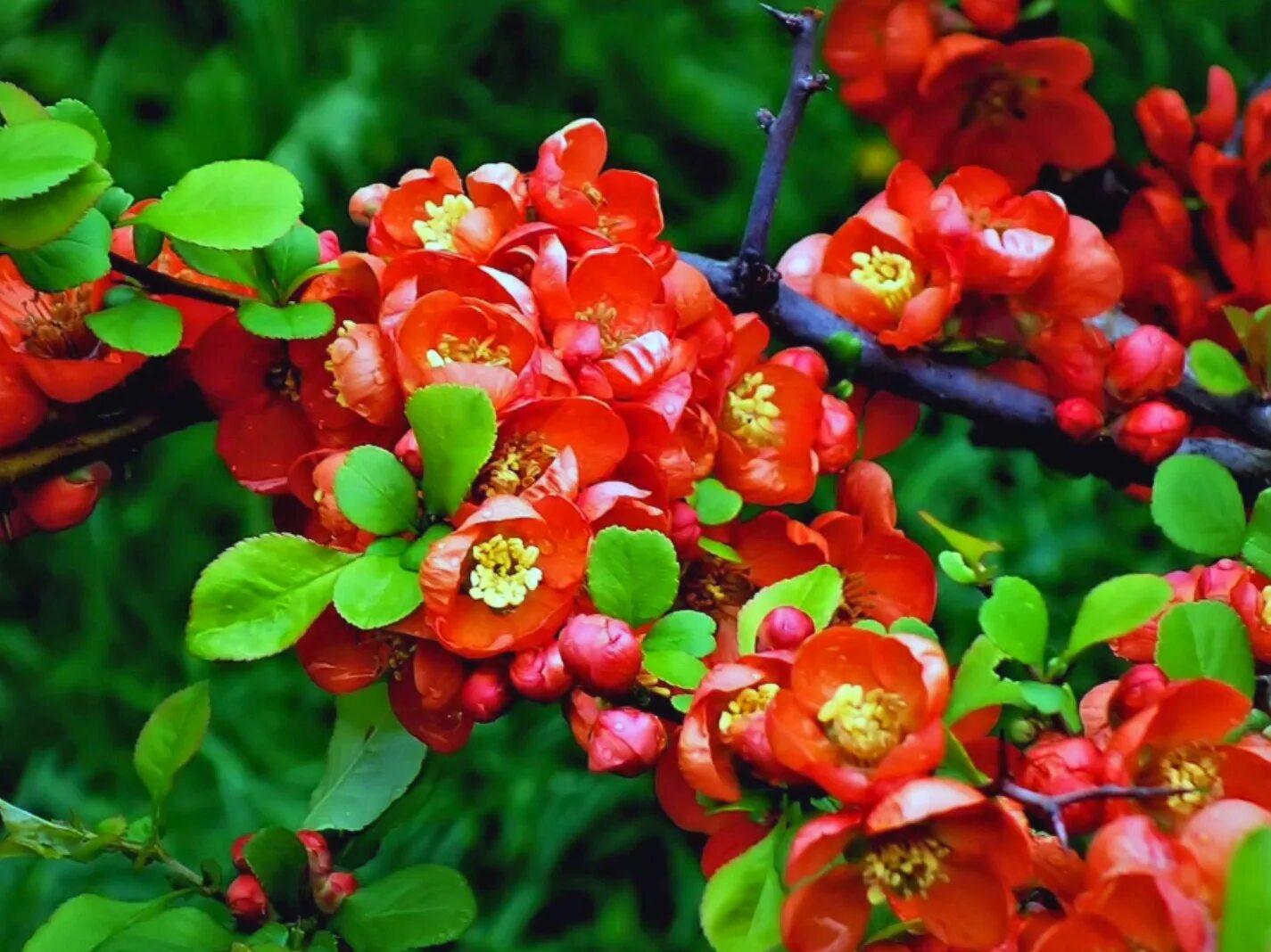 Айва японская сорта. Хеномелес катаянский. Айва японская Chaenomeles japonica. Айва хеномелес. Айва (хеномелес) японская.