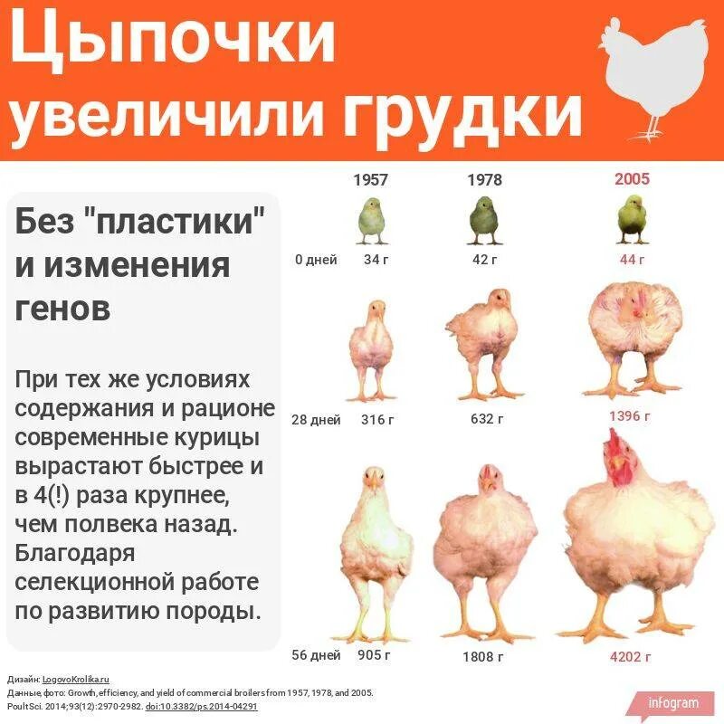 Каких бройлеров